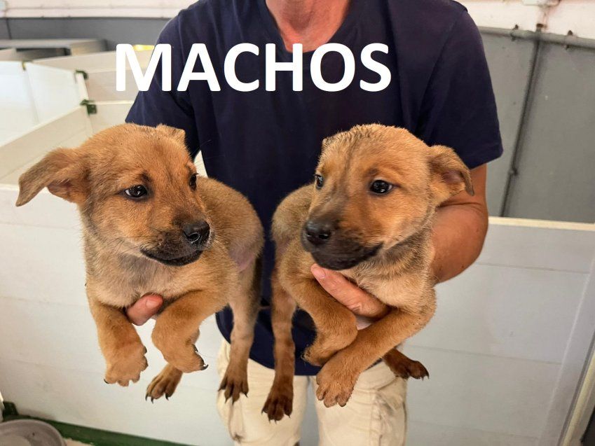 machos