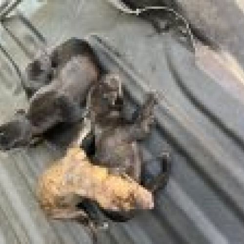 cachorros machos