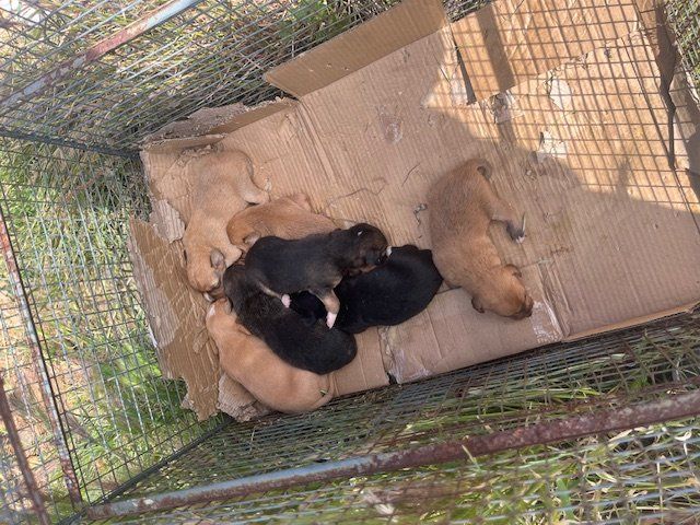 cachorros