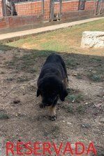 Valencia de Don Juan (LEON)