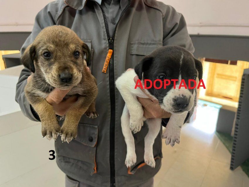 Perilla de Castro (ZAMORA) H3 H4