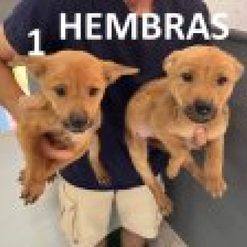 hembra 1