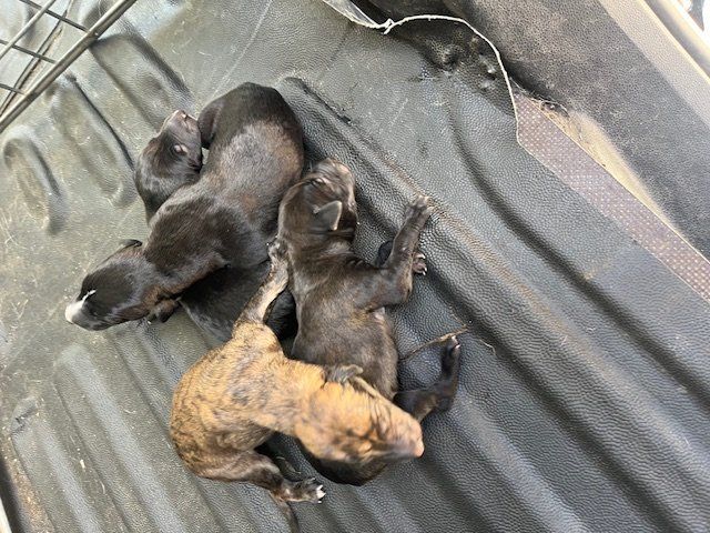 cachorros machos