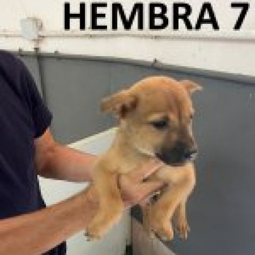 hembra 4