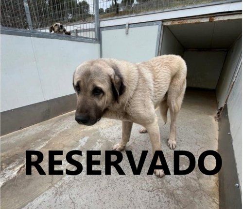 candeleda