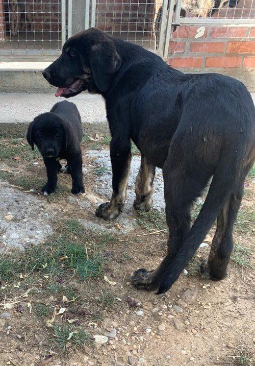 macho mastin negro 4 meses