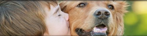 Centro adopcion canino simancas
