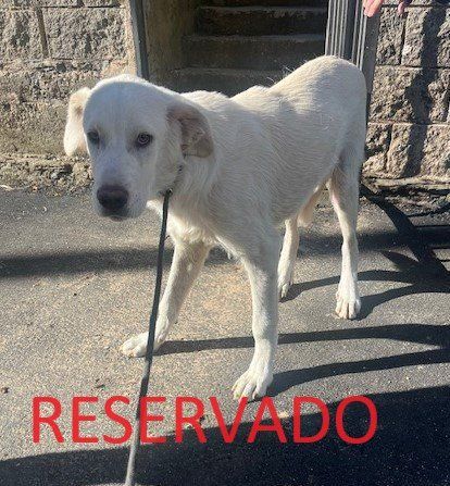 ferreras