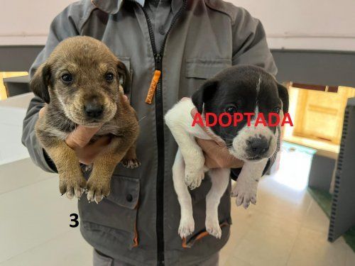 Perilla de Castro (ZAMORA) H3 H4