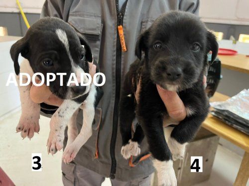 Perilla de Castro (ZAMORA) M3 M4