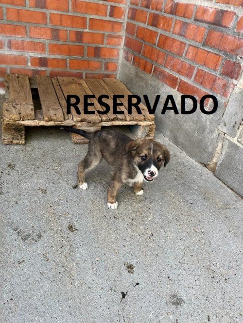 perro 1