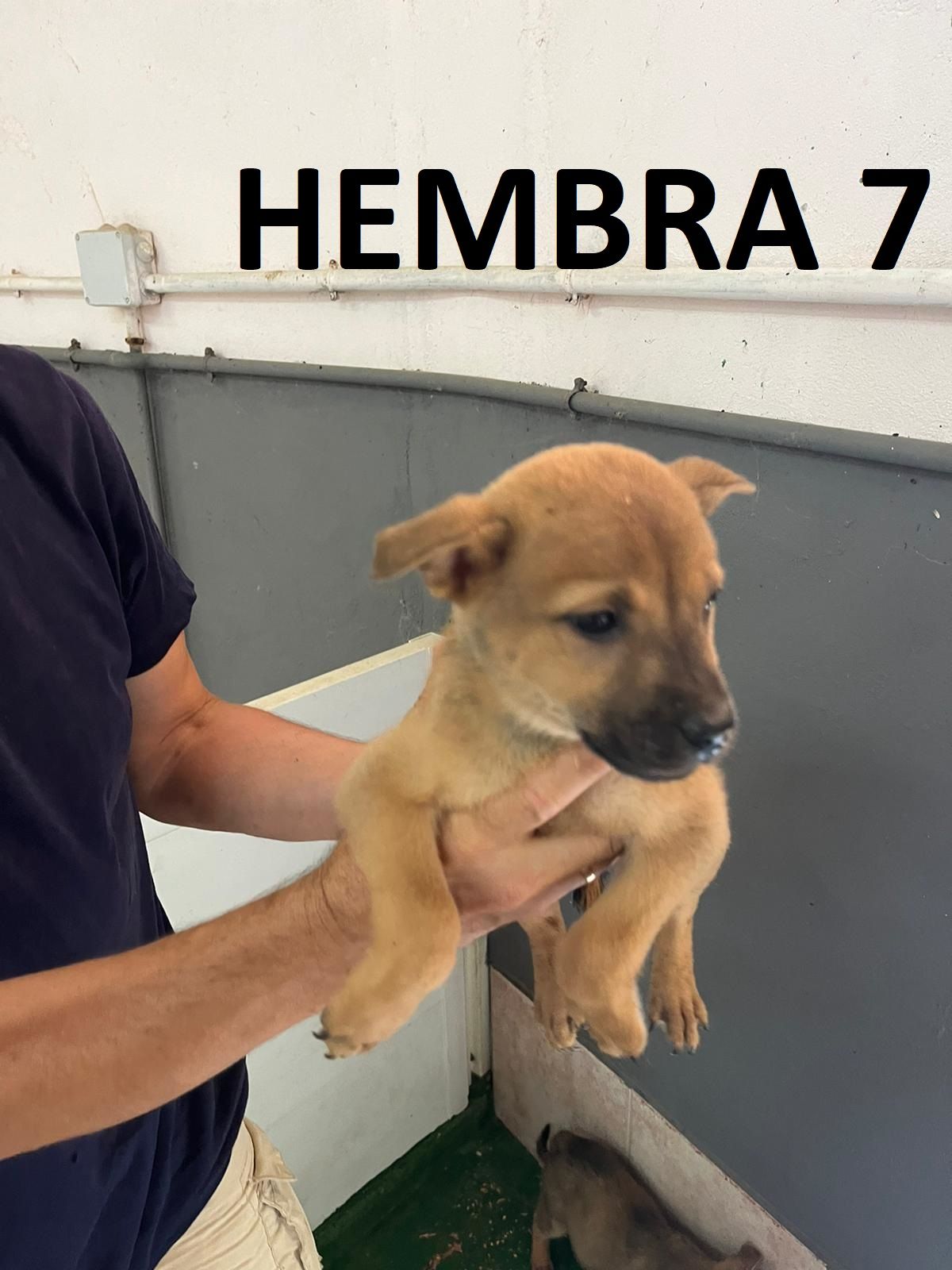 hembra 4